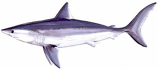 Requin-taupe commun