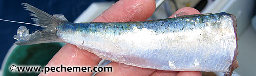 Les poissons (vifs ou morts, lançon, maquereau, mulet, sardine…)