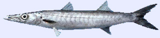 Barracuda européen