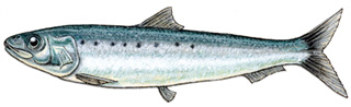 Clupéidé - Sardine