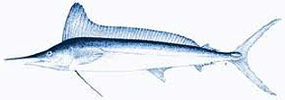 Marlin de Méditerranée