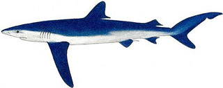 Requin peau bleu