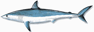 Requin-taupes bleu