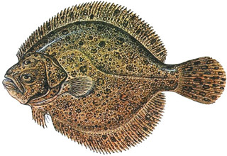 Turbot