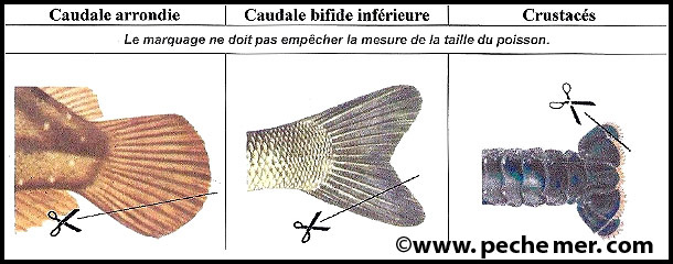 Marquage obligatoire des poissons conservés