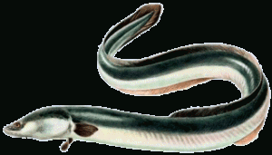Poissons de nos mers