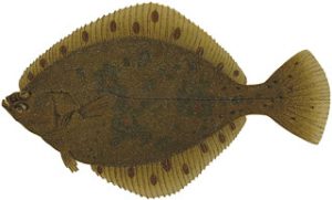 Poissons de nos mers