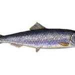 Poissons de nos mers